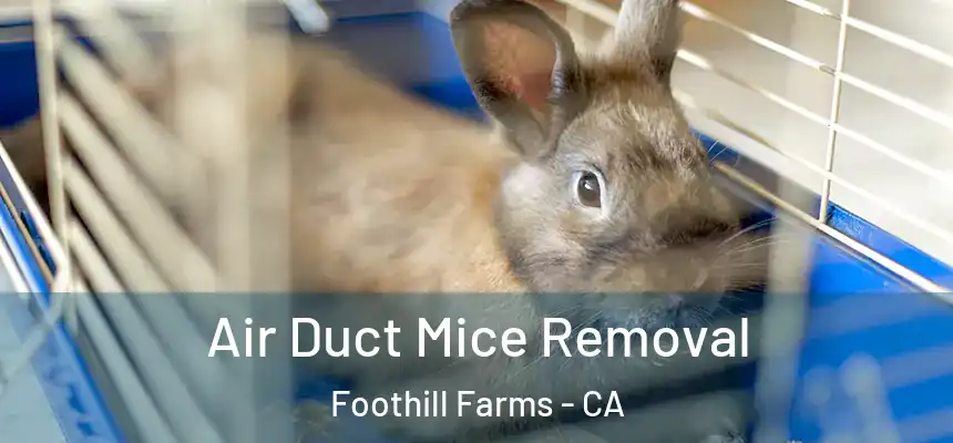 Air Duct Mice Removal Foothill Farms - CA